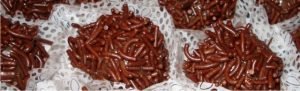 Brigadeiro
