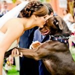 Cães em festas de casamento