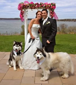 Cães em festas de casamento