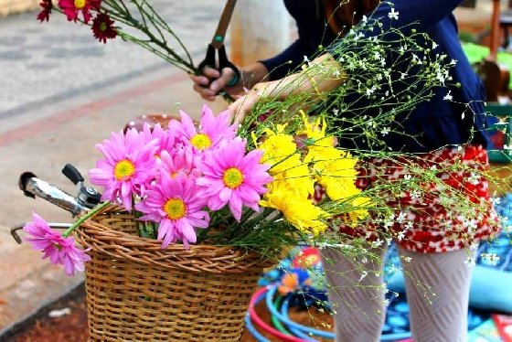 Doações de flores de festa